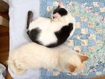 2 little cats sleep back to back on a patchwork quilt